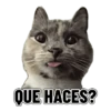 Memes clásicos gatito 😺🔥 10