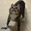 4🐈Meowcitos 🐱 5