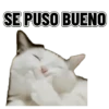 Memes clásicos gatito 😺🔥 11