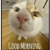 Meow Memes-2😼 9