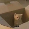 4🐈Meowcitos 🐱 7
