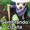 🐶🐱🐵 ANIMALITOS 🐵🐱🐶 11