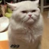 4🐈Meowcitos 🐱 8