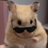 Animales random 2 6