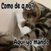 🧿Memes Pop 11😎🤣 13