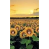 bts flores amarillas🌻🌼 9
