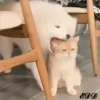 4🐈Meowcitos 🐱 9