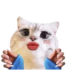 Michis random🐈🐈‍⬛ 12