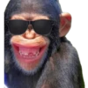 Monos 🐵 changos 🙉 8