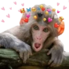 Monos 🐵 changos 🙉 9