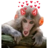 Monos 🐵 changos 🙉 10