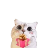 Michis random🐈🐈‍⬛ 13