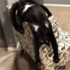 4🐈Meowcitos 🐱 11