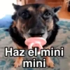 🐶🐱🐵 ANIMALITOS 🐵🐱🐶 12