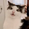 Animales random 2 7