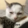 4🐈Meowcitos 🐱 12