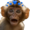 Monos 🐵 changos 🙉 11