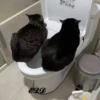 4🐈Meowcitos 🐱 13