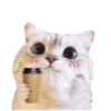 Michis random🐈🐈‍⬛ 14