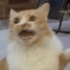 🧿Michichos cat🐈 13
