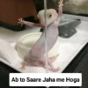 Meow Memes-2😼 10