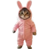 Gatitos Mix 🐱🐈 1 12