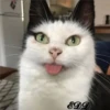 4🐈Meowcitos 🐱 14