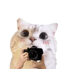 Michis random🐈🐈‍⬛ 15