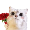 Michis random🐈🐈‍⬛ 16