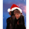 Monos navideños😜😙 11