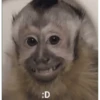 🌈🍌🙊✨️Monos Ramdon Mood✨️🙊🍌🌈 6