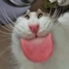 🐾 Gatitos Anti-depresivos 😺 11