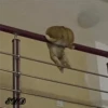 4🐈Meowcitos 🐱 15
