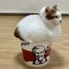 4🐈Meowcitos 🐱 16