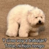 🐶🐱🐵 ANIMALITOS 🐵🐱🐶 14