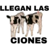 MEMESILLOS 7 CLÁSICA 11