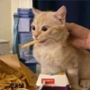 4🐈Meowcitos 🐱 17