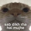 Meow Memes-2😼 12