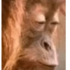 🌈🍌🙊✨️Monos Ramdon Mood✨️🙊🍌🌈 9