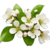 iPhone emoji Primavera2 🌸🩷🌸 15