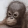 🌈🍌🙊✨️Monos Ramdon Mood✨️🙊🍌🌈 10