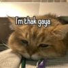 Meow Memes-2😼 13