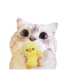 Michis random🐈🐈‍⬛ 20