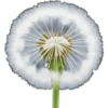 iPhone emoji Primavera2 🌸🩷🌸 17