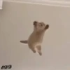 4🐈Meowcitos 🐱 19