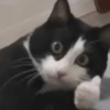 🧿Michichos cat🐈 21