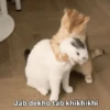 Meow Memes-2😼 17