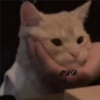 4🐈Meowcitos 🐱 21