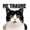 Memes clásicos gatito 😺🔥 13
