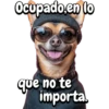 Animales frases meme😄 12